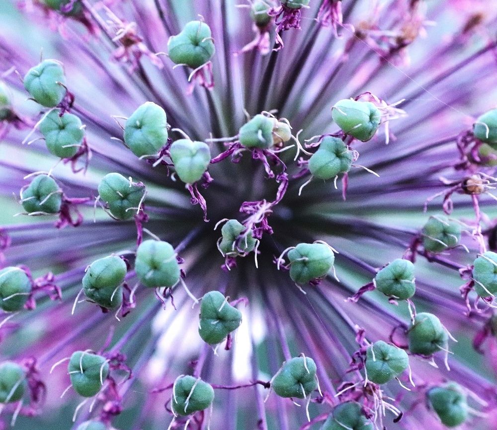 Photograph by Olga Asson