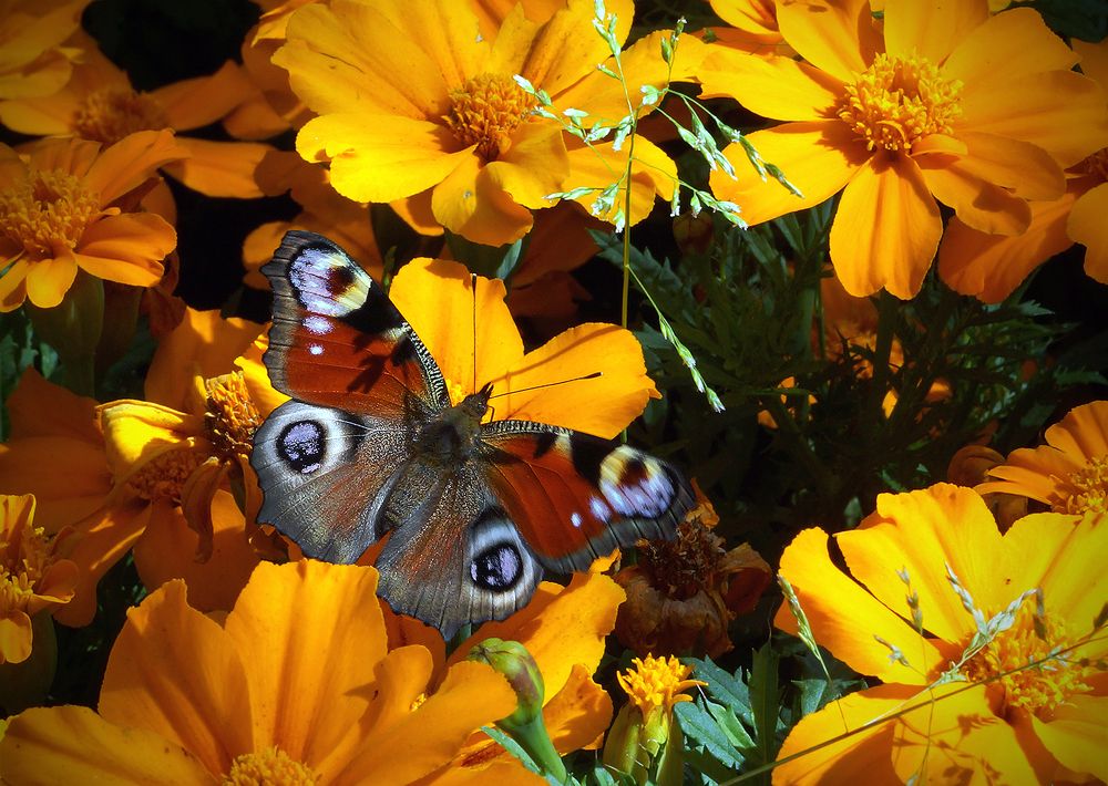 Про бабочку