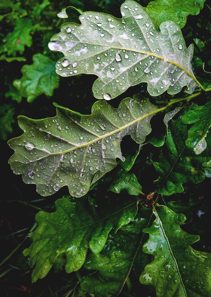 Фотография автора sose