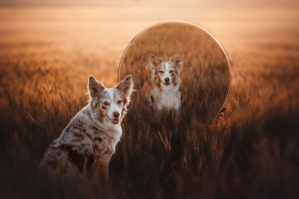 THROUGH THE LOOKING GLASS