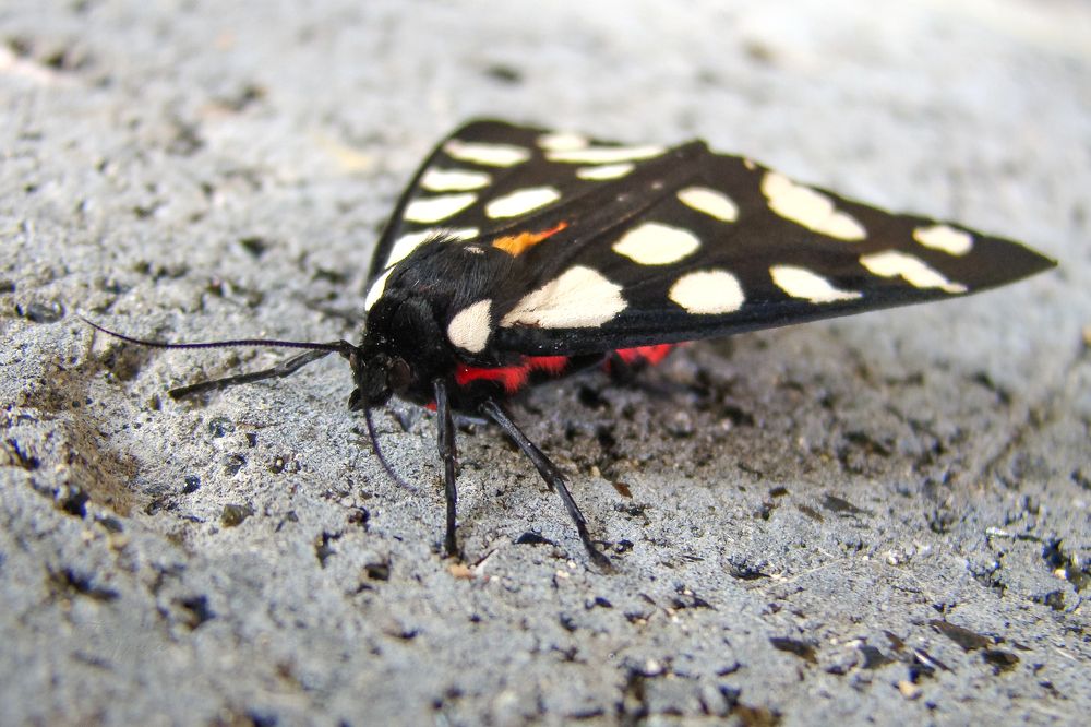 Photograph by Галина Король