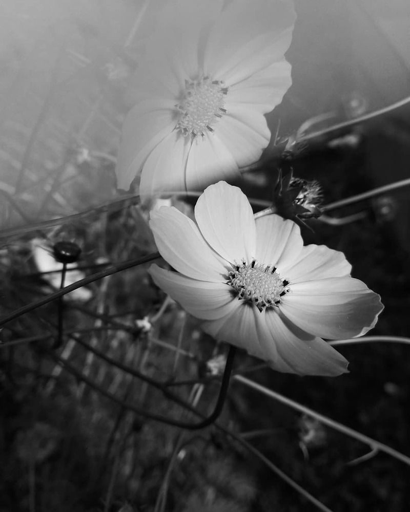 Photograph by Sasha