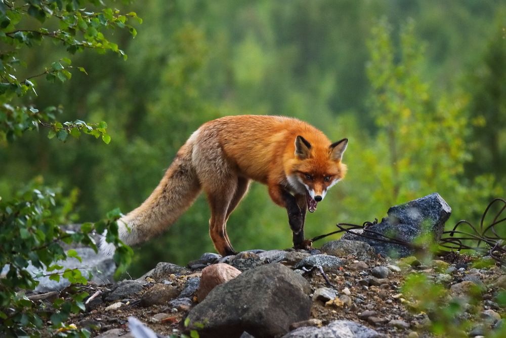 Испытание Доверием...