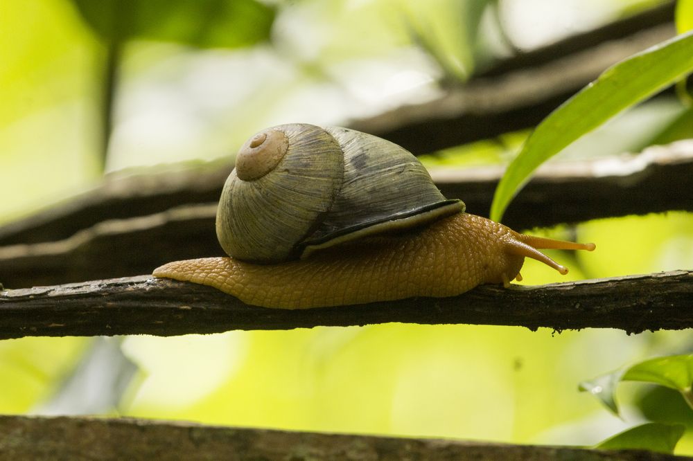 Photograph by suranjan pussalla