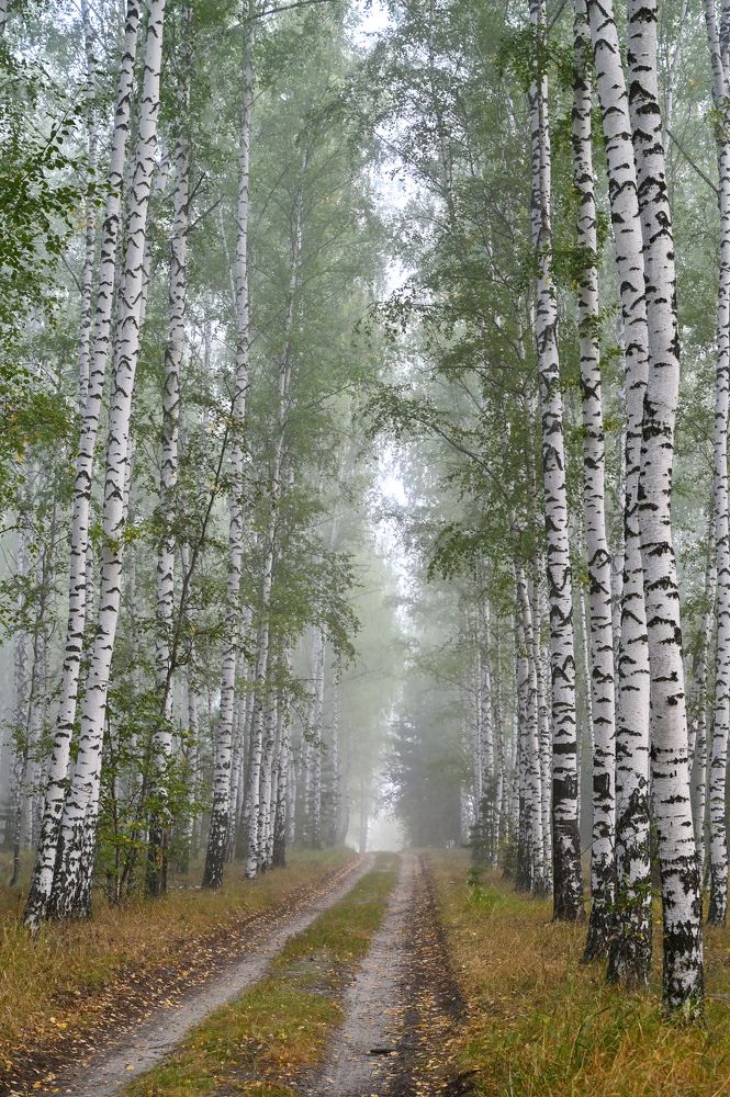 Красавицы березки купаются в тумане