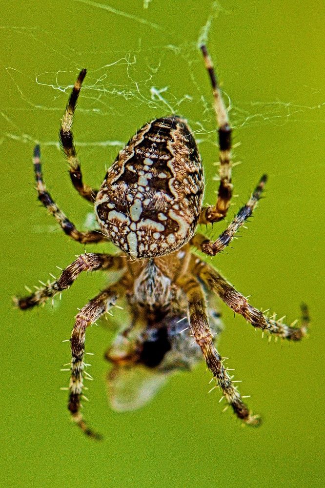 Photograph by Peter Pochyly