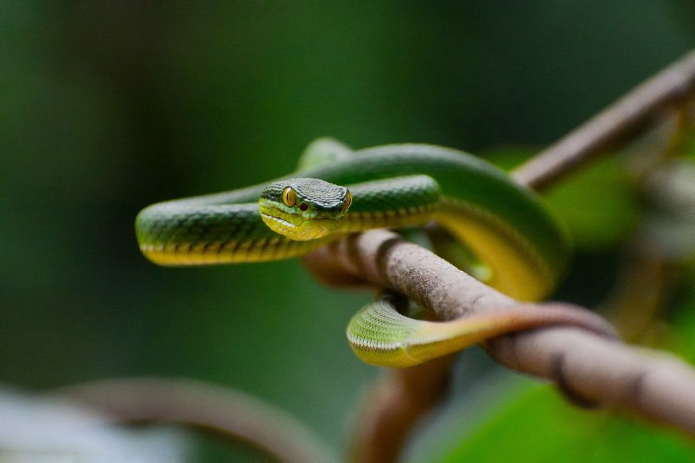 White-lipped pit viper