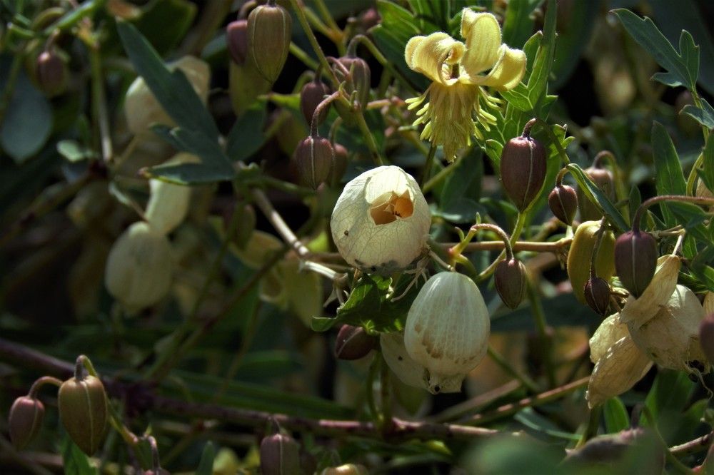 Фотография автора Елена Соловьева