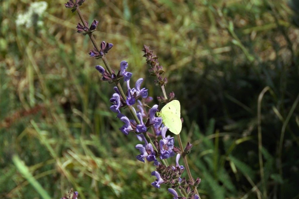 Фотография автора Елена Соловьева