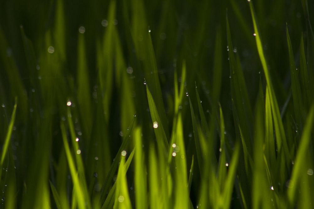 Photograph by suranjan pussalla