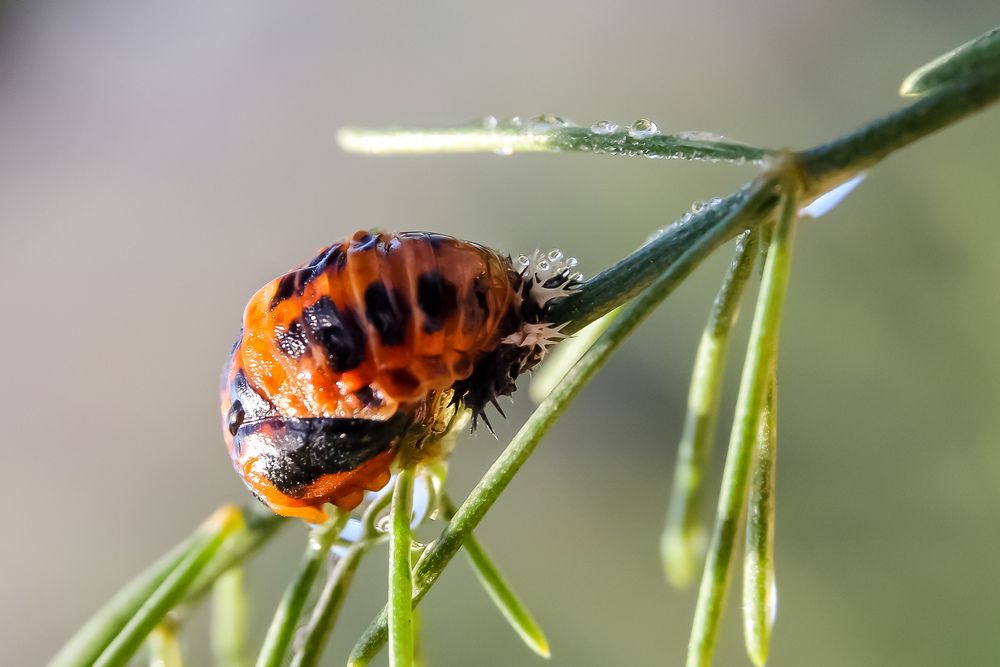 Photograph by Наталья Рябоконенко