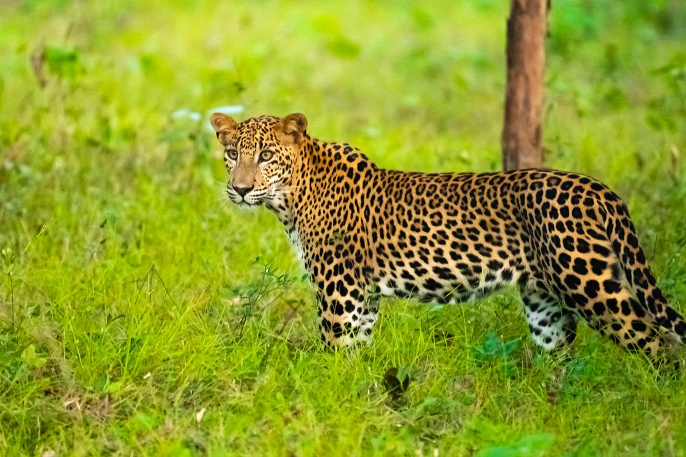 Photograph by Sampath Perera