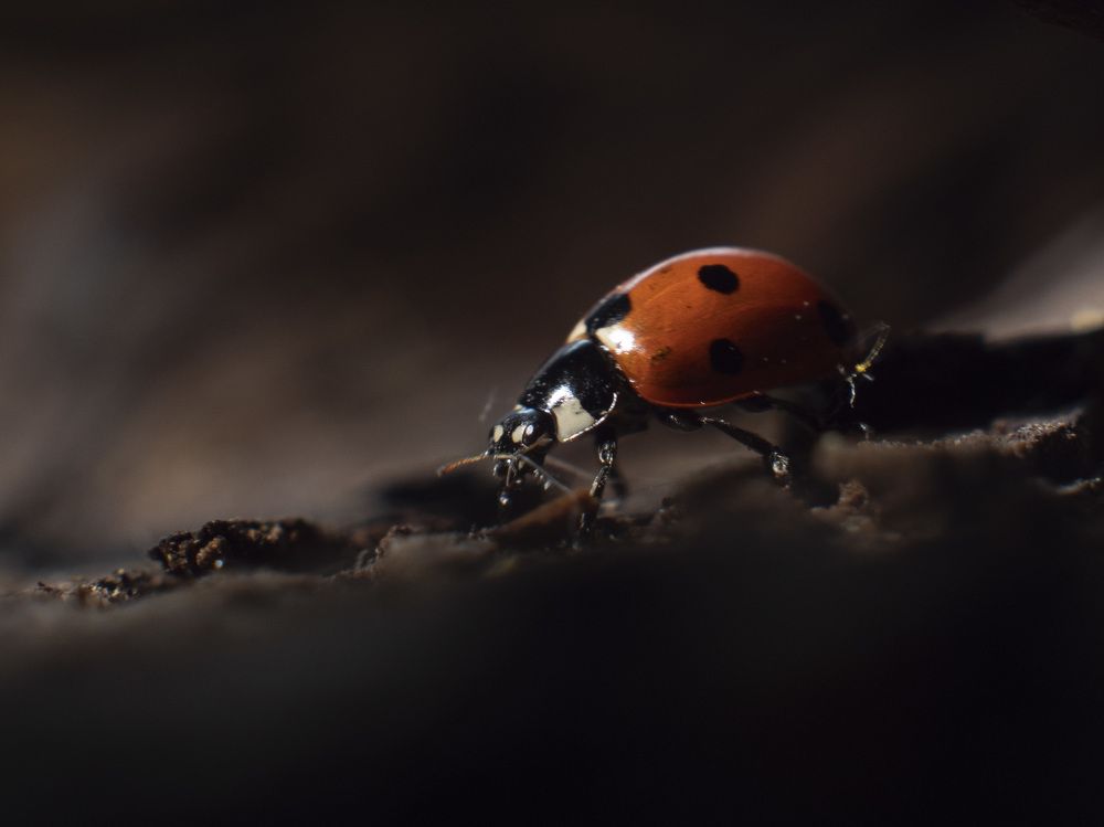 Photograph by Olga Rogozina