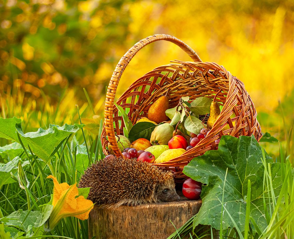 Неожиданный гость