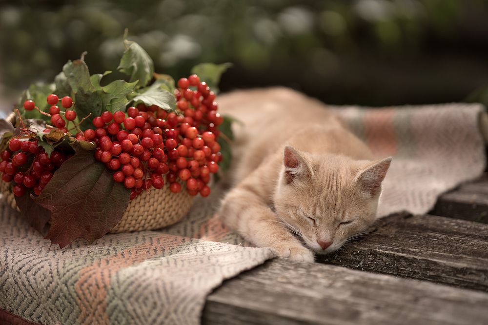 Photograph by Людмила Куликова