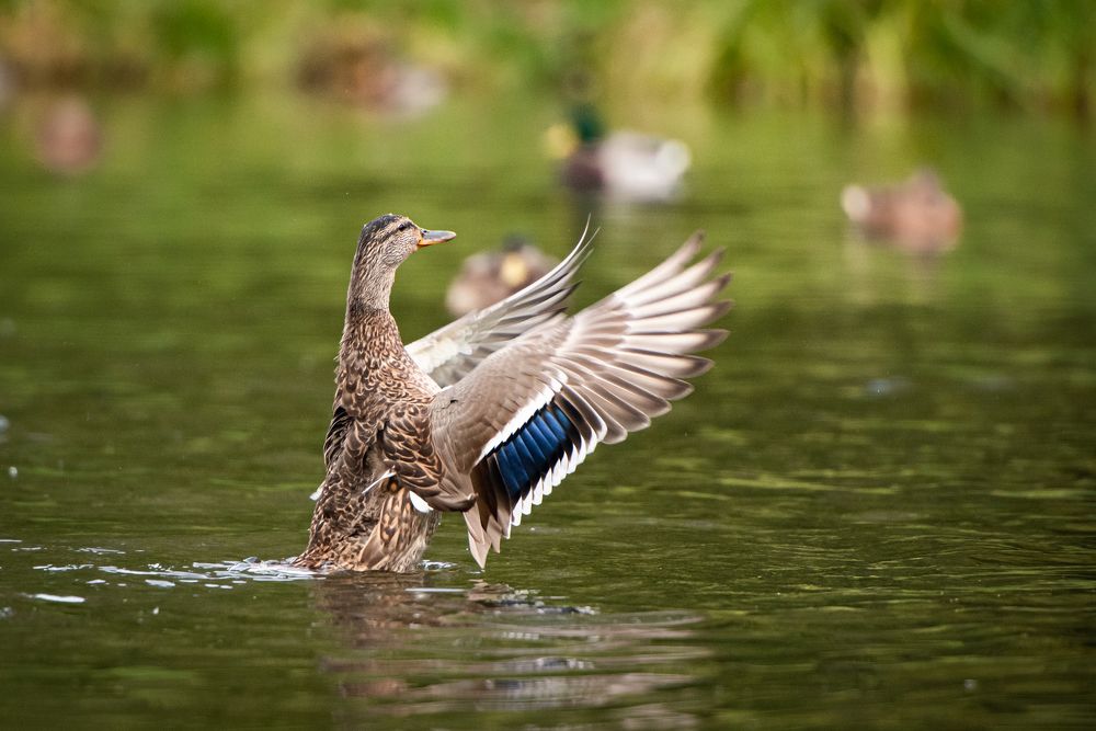 Фотография автора Дмитрий Дроздов