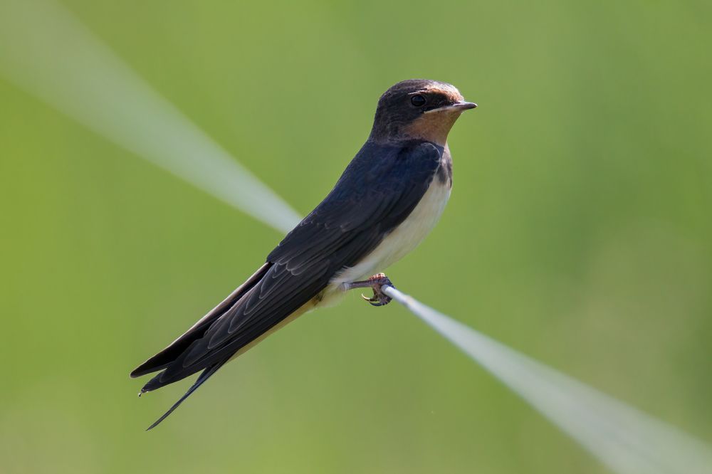 Photograph by NEZA CANKAR