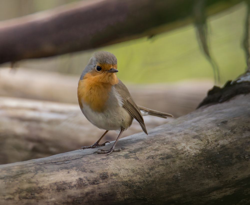 Photograph by NEZA CANKAR