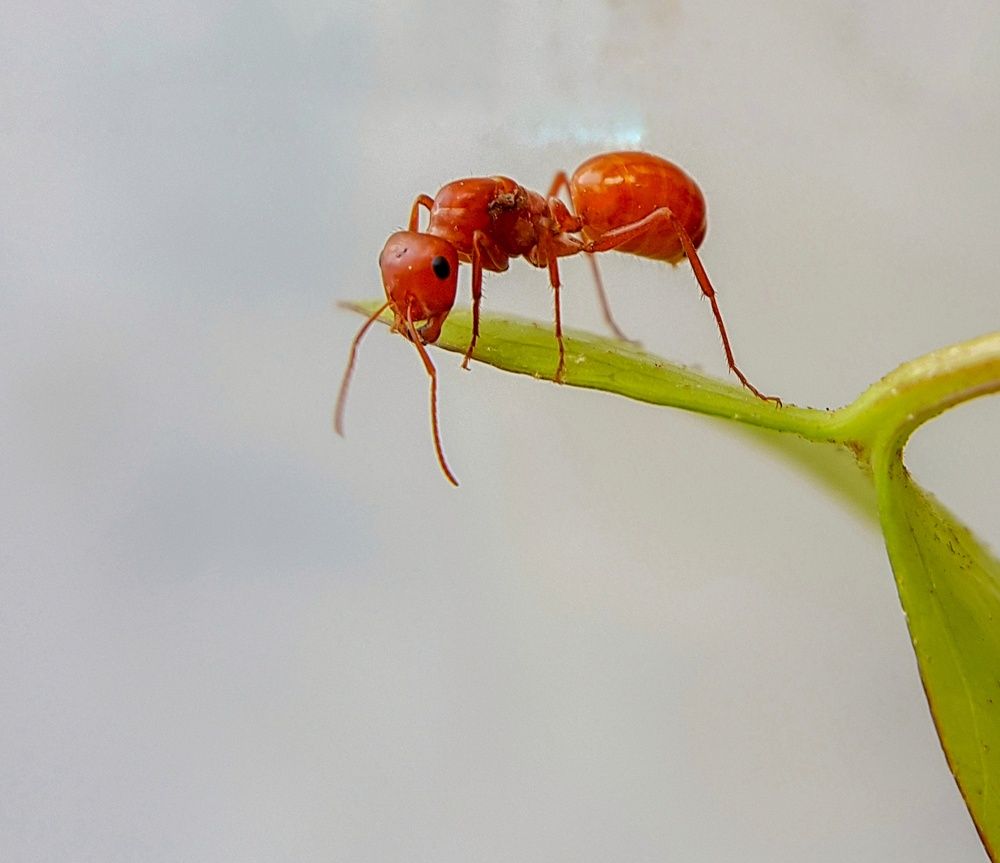 Photograph by Hosean Nasiri