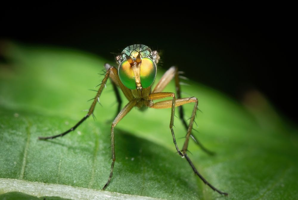Фотография автора Олесь Парицкий