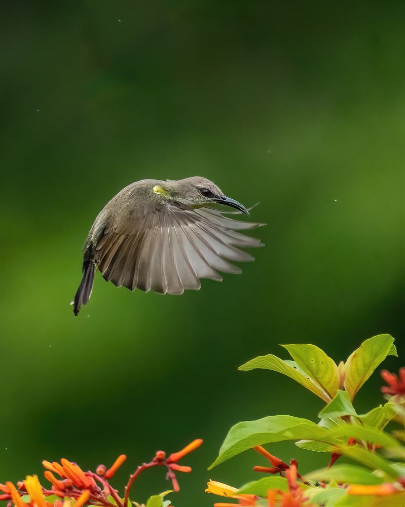 Фотография автора Anandhu M