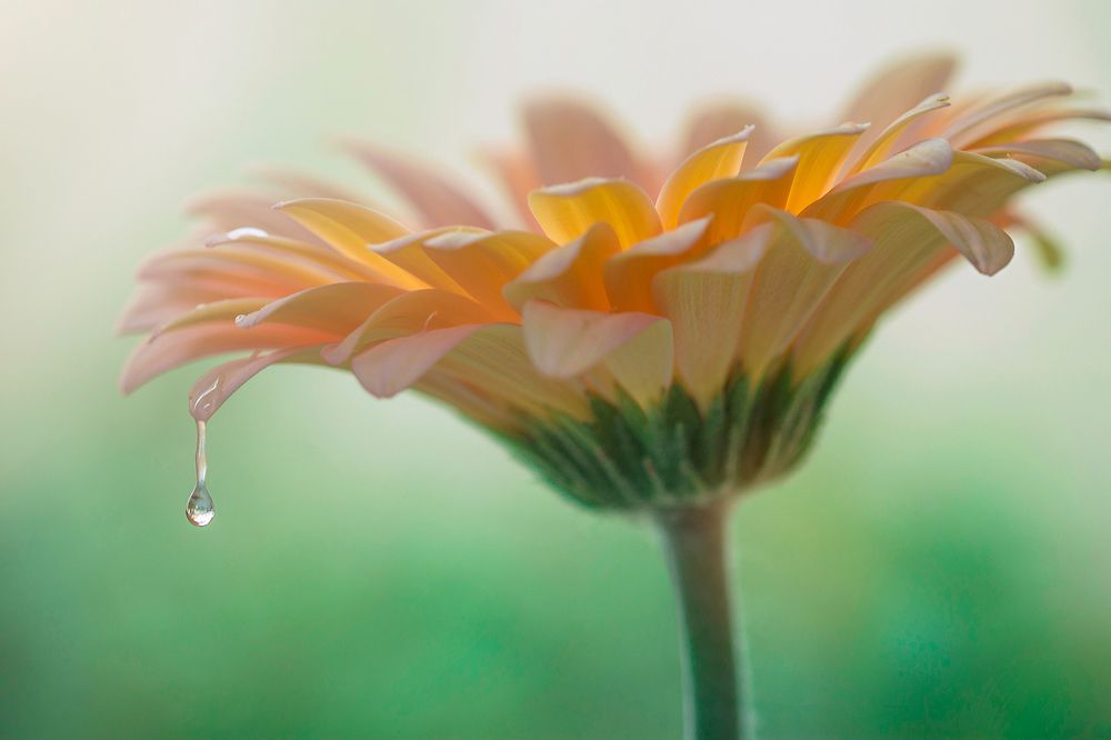 Photograph by Abdulrahman Adi