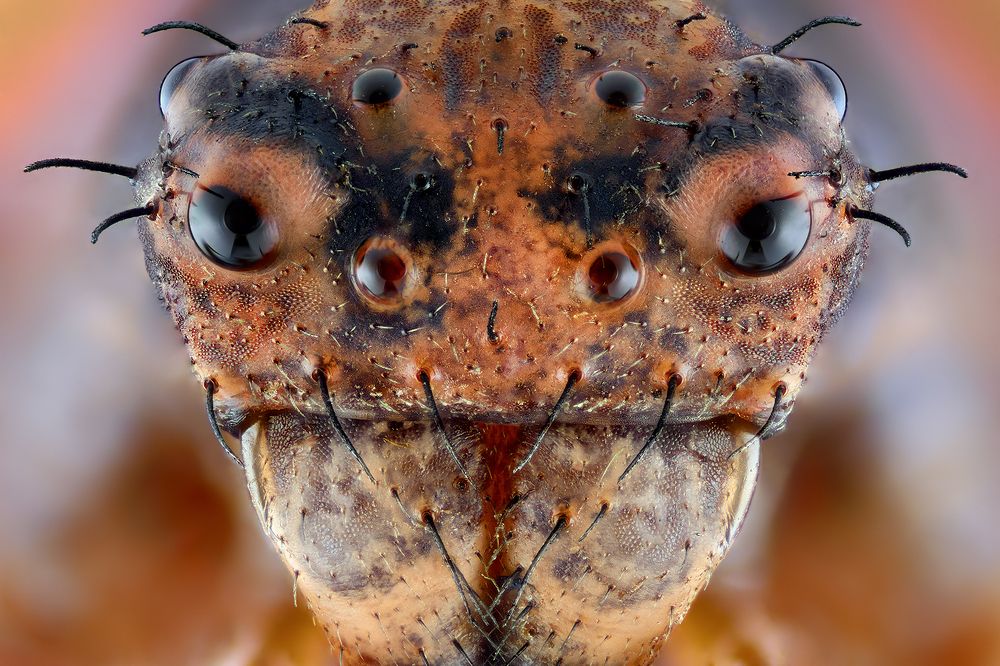 Photograph by Ireneusz Irass Walędzik