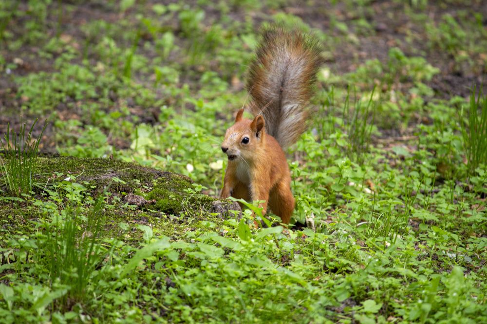 Хвост-пёрышко