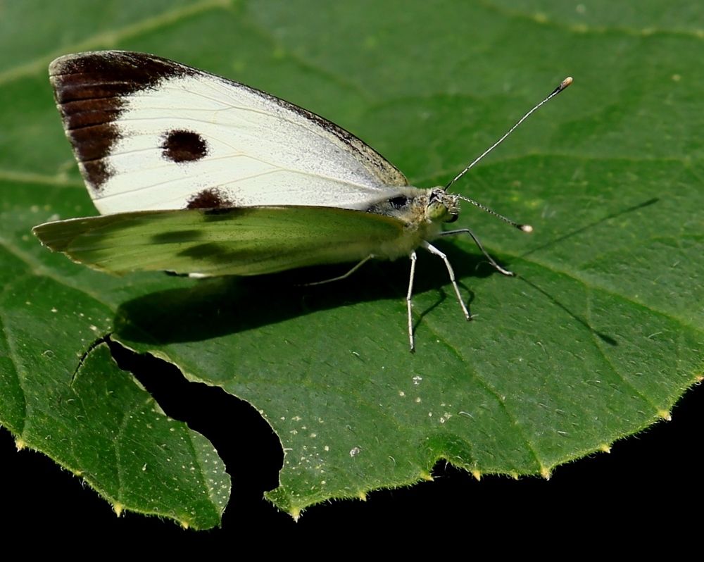 Фотография автора Сергей Барановский