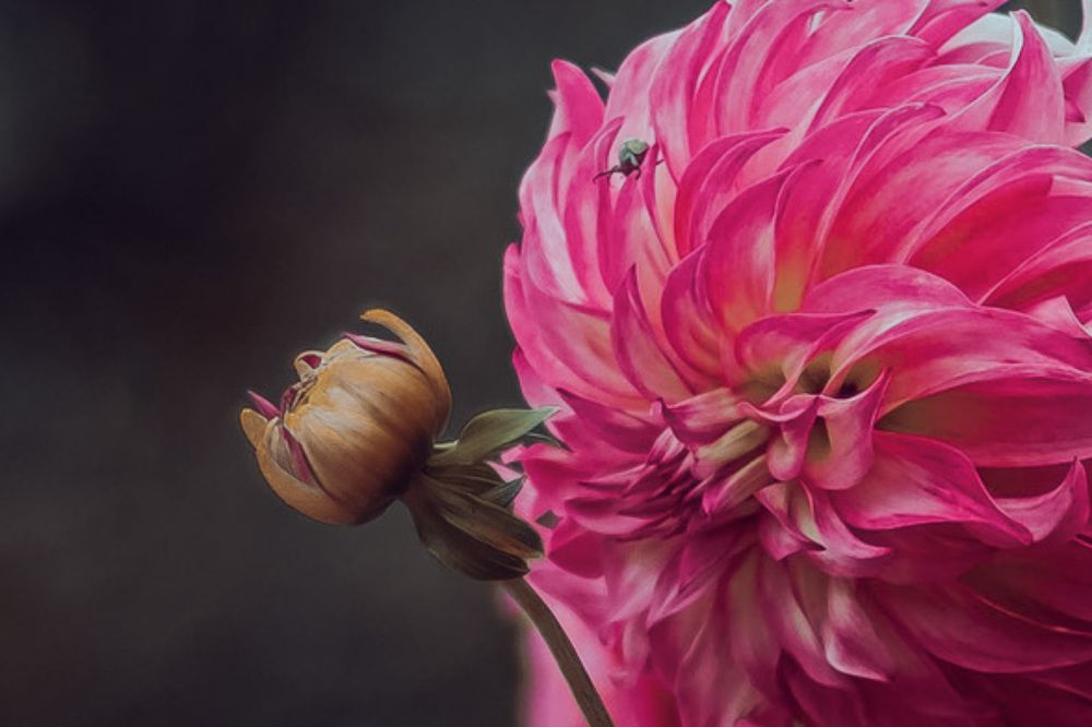 Photograph by Алла Давыдова