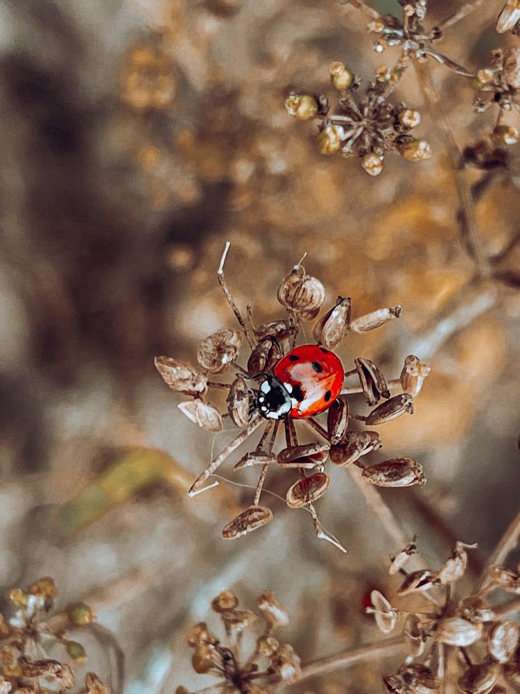 Photograph by Алла Давыдова