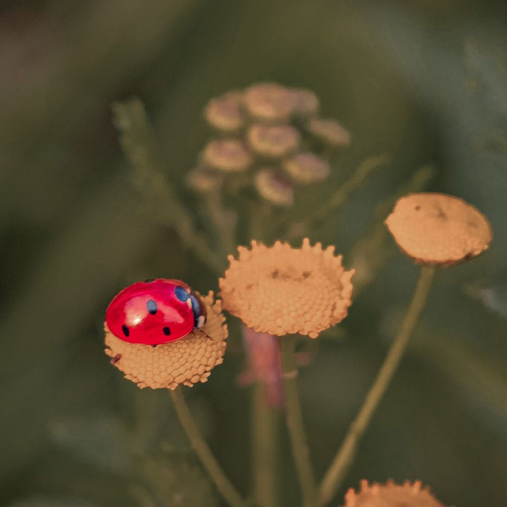 Photograph by Алла Давыдова