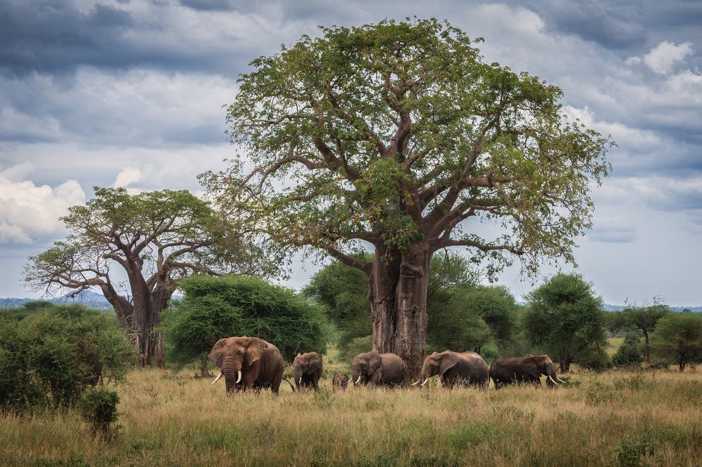 Охраняя древо жизни