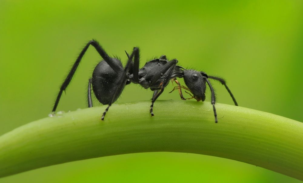 Polyrhachis armata