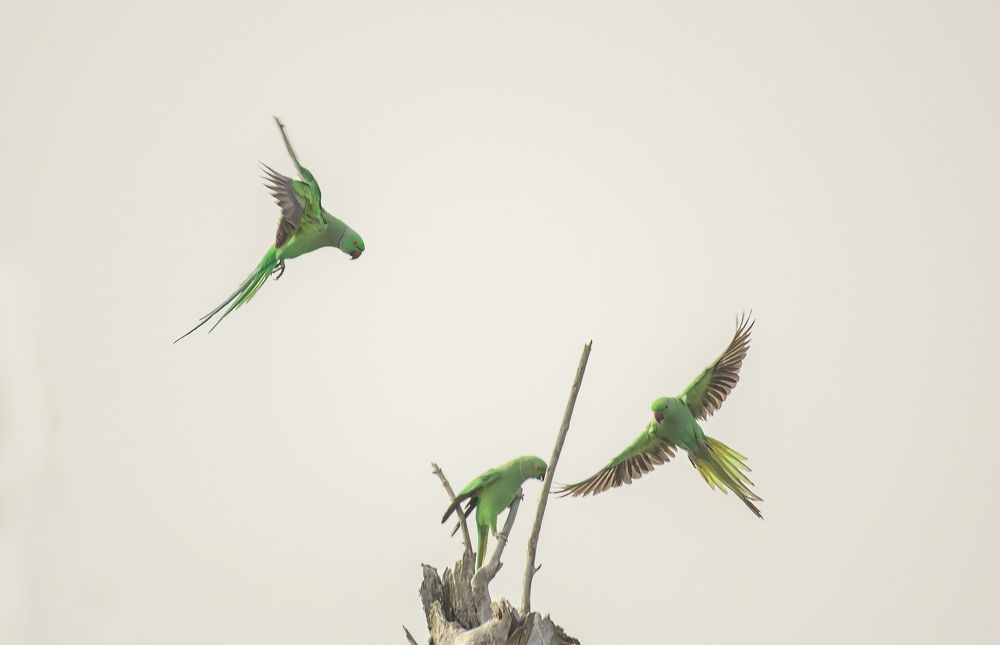 Photograph by M.I.M. Mahir