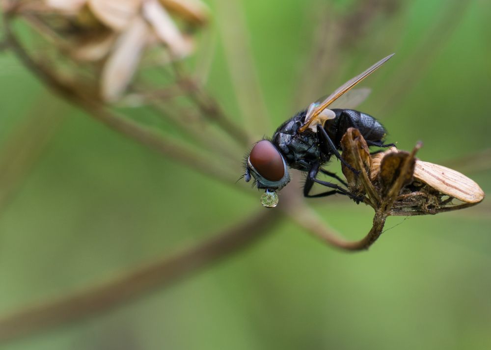 Пригрустившая муха.