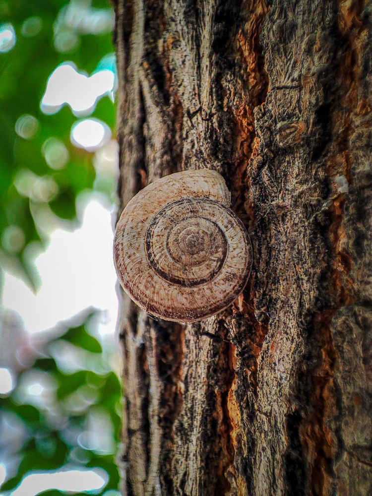 Photograph by صدرا