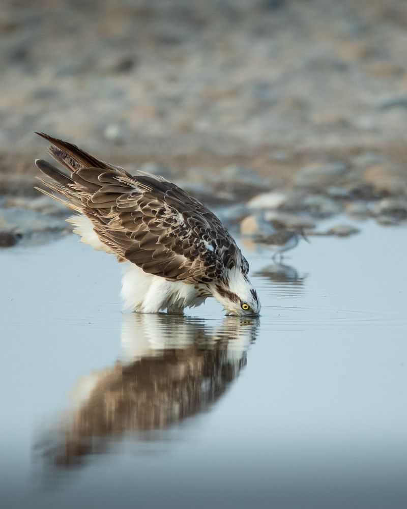 Photograph by Saif Al Maqbali Rashid