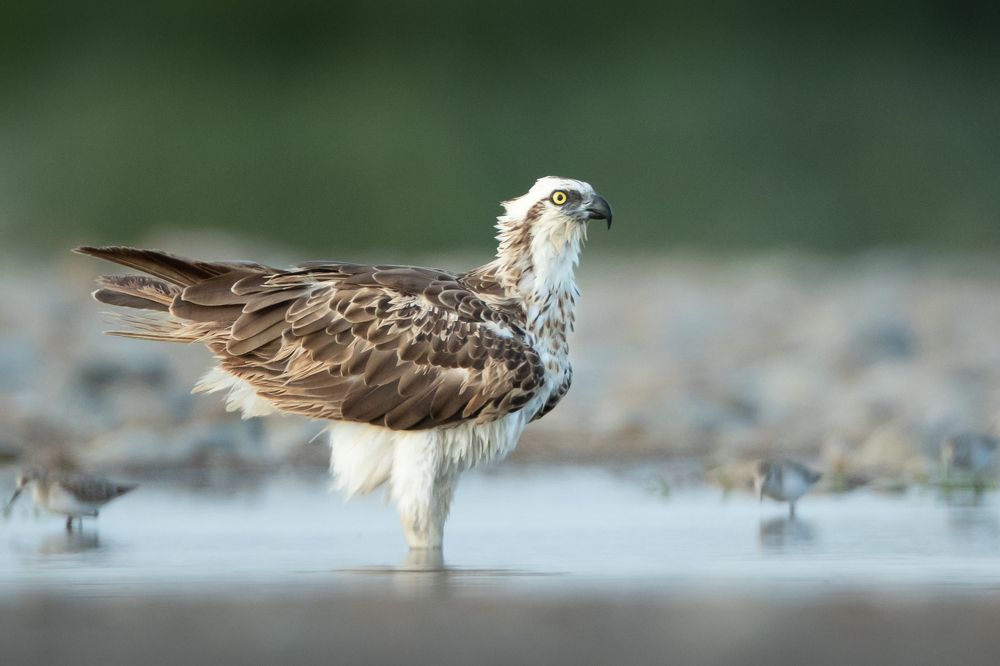 Photograph by Saif Al Maqbali Rashid