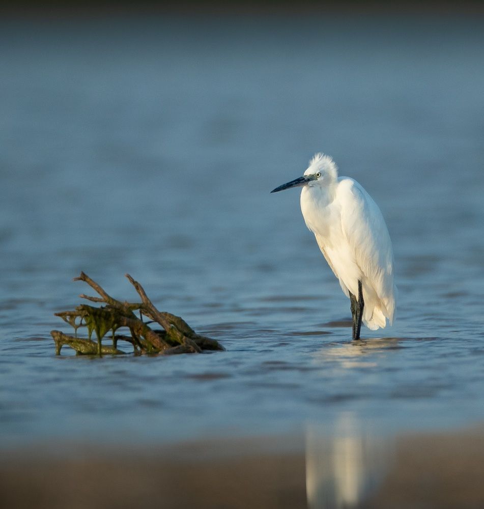 Photograph by Saif Al Maqbali Rashid