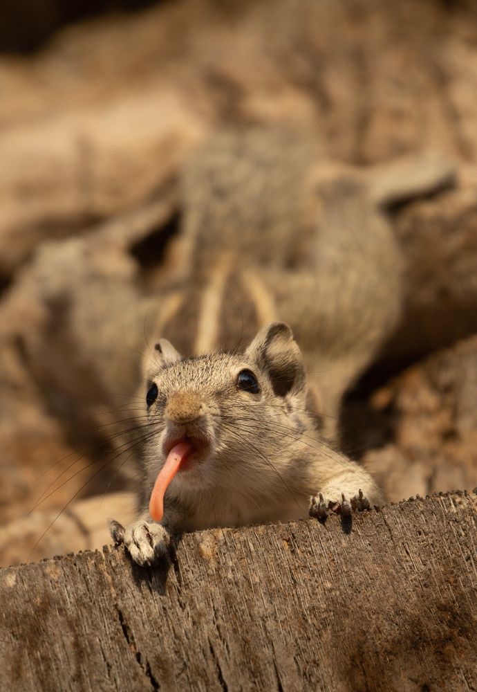 Photograph by Saif Al Maqbali Rashid