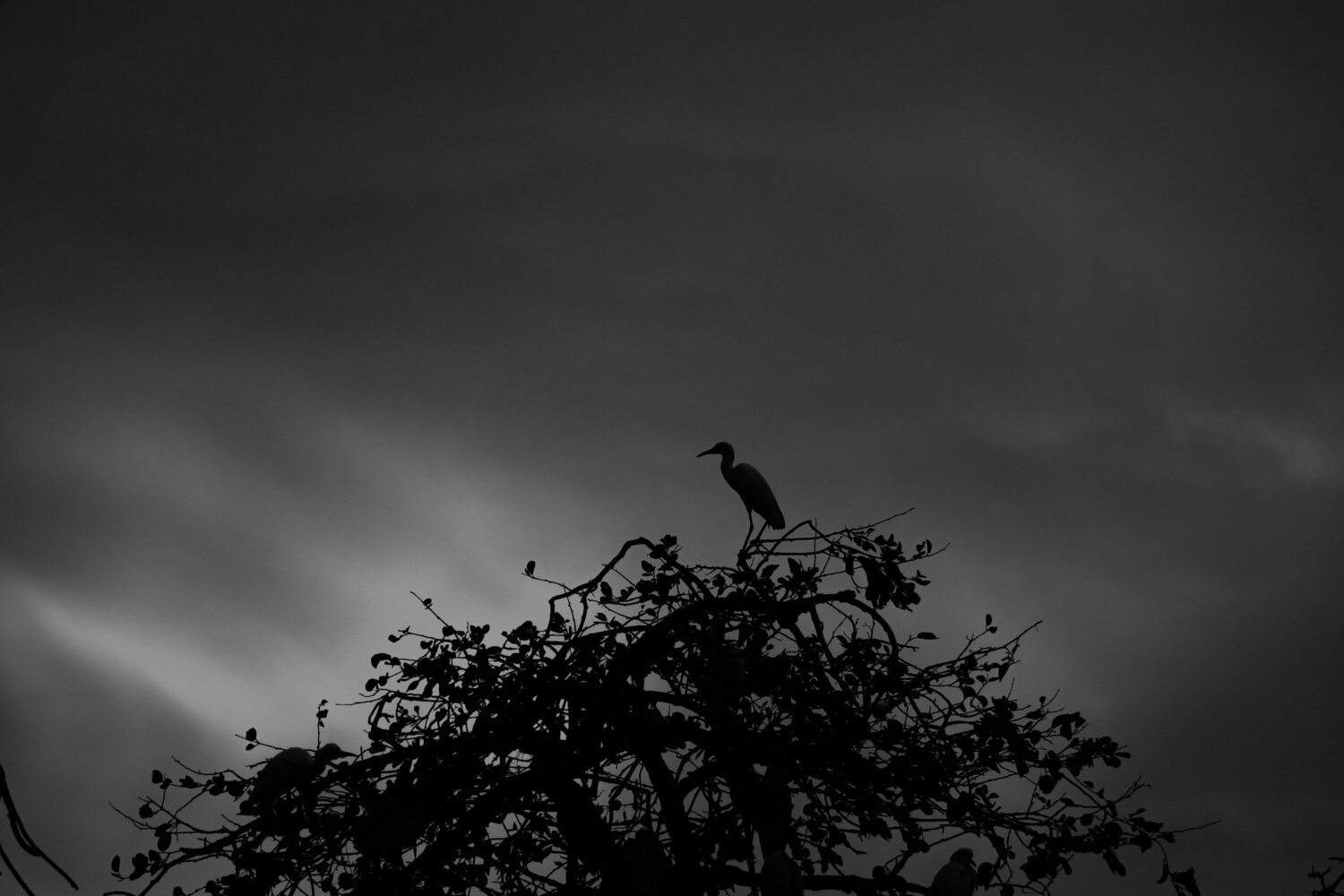 Photo #6506882