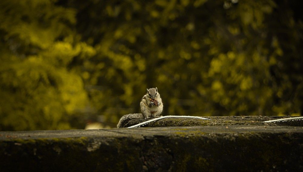 Photograph by ADARSH UPADHYAY