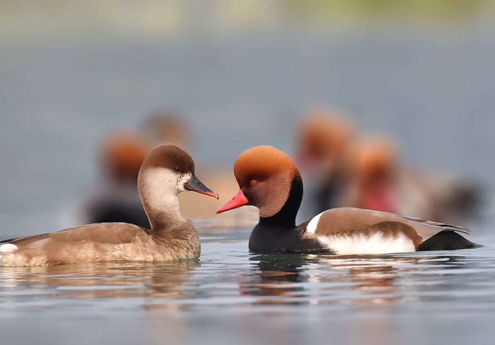 Photograph by Shankha Debnath