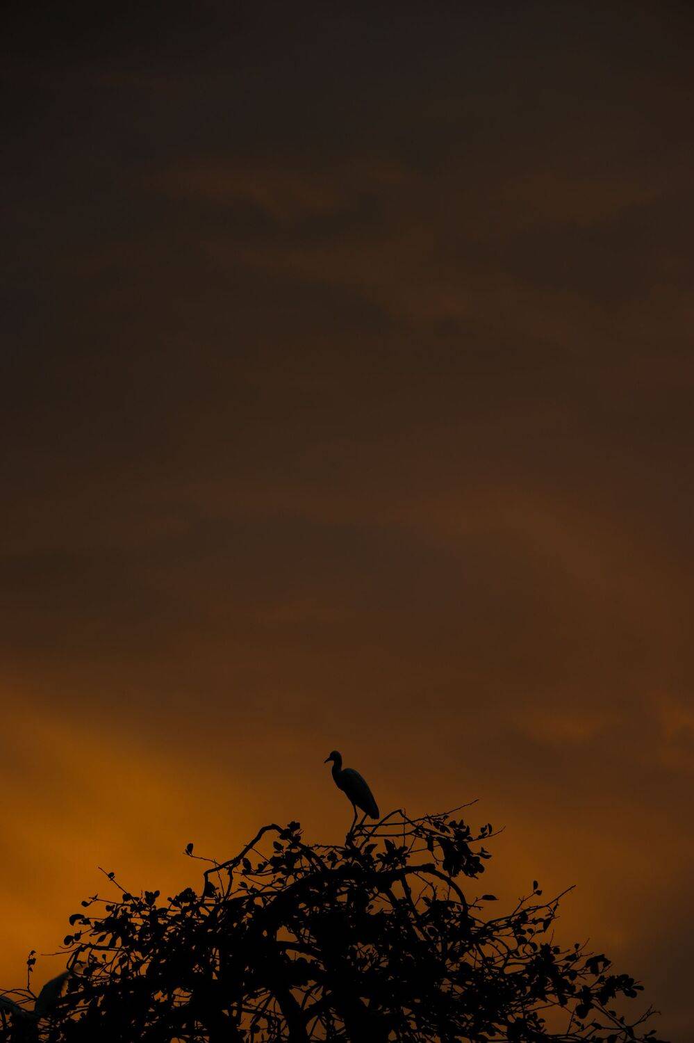 Photo #6506997