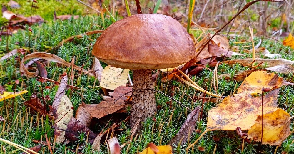 Тихая охота