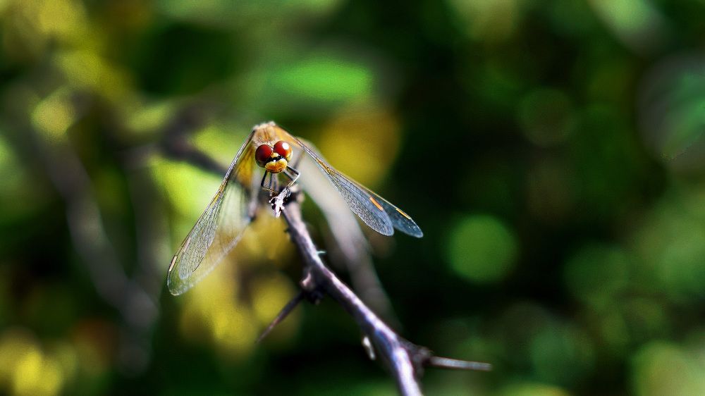 Photograph by Александр Потапов