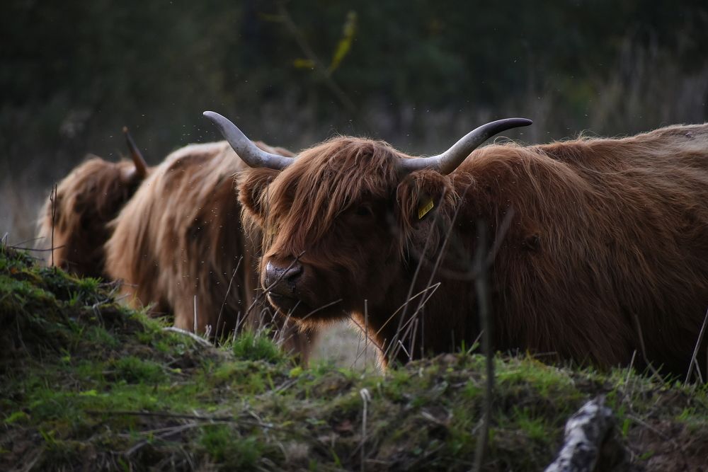 Photograph by Татьяна Крахина