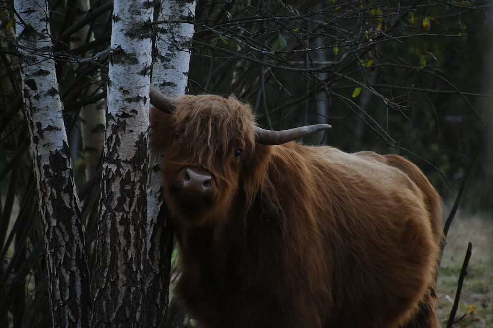 Photograph by Татьяна Крахина