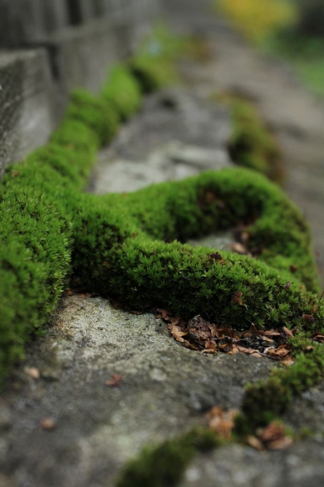 Photograph by Алина Лебедева